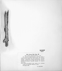Phomopsis aesculana image